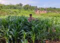 Polsek Rambah Pastikan Nutrisi Jagung di Desa Koto Tinggi Terpenuhi, Perkuat Swasembada Pangan Nasional