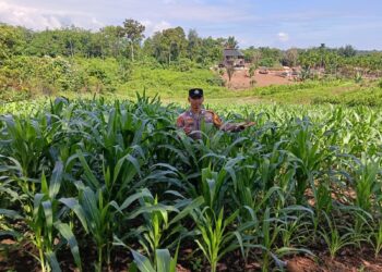 Polsek Rambah Pastikan Nutrisi Jagung di Desa Koto Tinggi Terpenuhi, Perkuat Swasembada Pangan Nasional