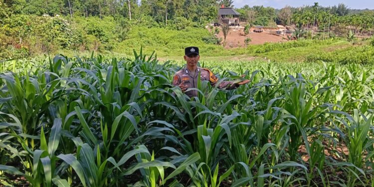 Polsek Rambah Pastikan Nutrisi Jagung di Desa Koto Tinggi Terpenuhi, Perkuat Swasembada Pangan Nasional