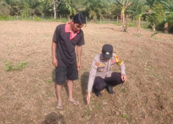 Polsek Kunto Darussalam Pastikan Kesiapan Lahan Jagung di Desa Kembang Damai Perkuat Ketahanan Pangan Nasional