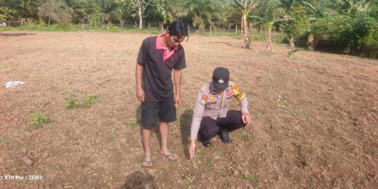 Polsek Kunto Darussalam Pastikan Kesiapan Lahan Jagung di Desa Kembang Damai Perkuat Ketahanan Pangan Nasional